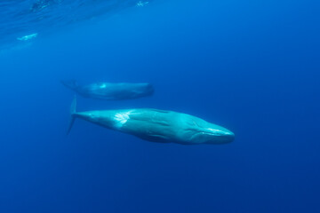 Naklejka na ściany i meble Sperm whale and her calf, Atlantic Ocean, Pico Island, The Azores.