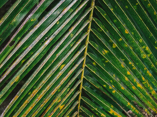 Natural green coconut leave,palm tree.
