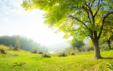 morning in the woods