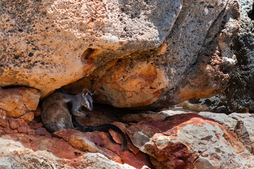 Close up picture of a single wallaby with long tail hiding at the creek between the rocks with shade near a river at Yardie Creek, Cape Range National Park, Australia, West Australia WA