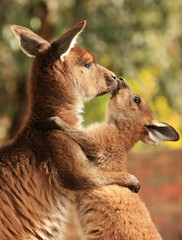An adult female kangaroo hugging her joey.
