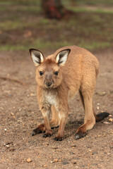 Kangaroo Island joey (Macropus fuliginosus).
