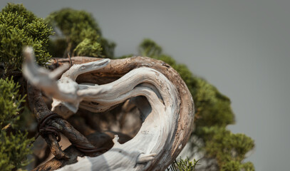 Bonsai tree with curved trunk close up against grey background
