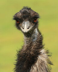 Close up of an emu (Dromaius novaehollandiae), a native Australian flightless bird.
