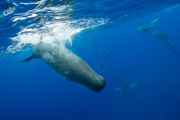 Naklejka premium Sperm whales being harassed by a pod of bottlenosed dolphins, Atlantic Ocean, Pico Island, The Azores.
