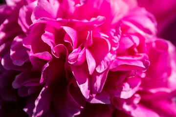 Pink peony flower, fasion background