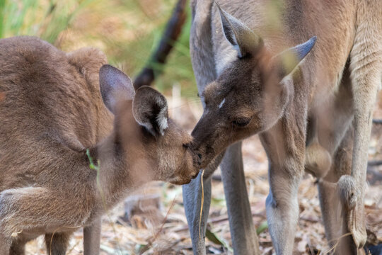 Couple of kangaroos showing affection and love to each other. Yanchep national park, Western Australia WA, Australia