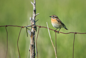 Whinchat - Saxicola rubetra, beautiful colored perching bird from European meadows and grasslands, Pag island, Croatia.