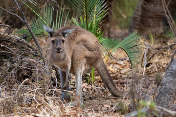 Portrait of a kangaroo full body in the wild looking at the camera at Yanchep national park, Western Australia WA, Australia