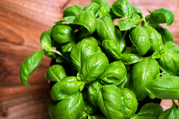 Green leafs of Genovese basil (Ocimum basilicum) culinary herb