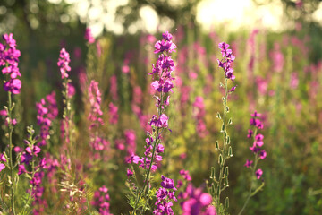 Purple flowers in the sunlight closeup