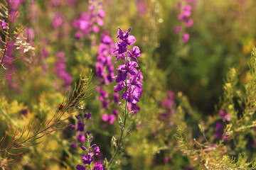 Purple flowers in the sunlight closeup