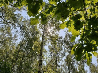 green leaves in the sun