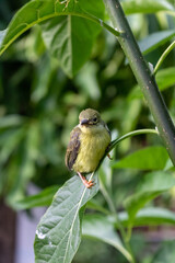 bird on a branch
