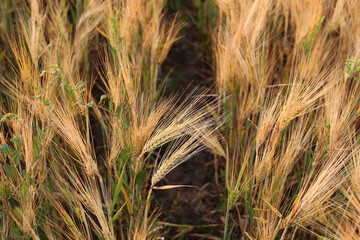 Wheat field in beautiful colors close-up