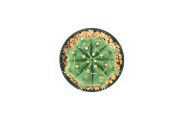 Cactus isolated on white background