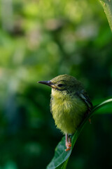 bird on a tree branch