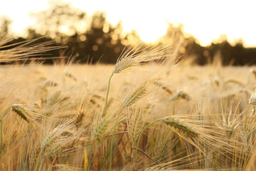 Wheat field in beautiful colors close-up