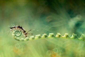 caterpillar on a leaf
