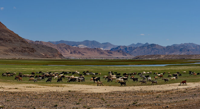 Tajikistan. North-Eastern section of the Pamir highway. A herd of goats graze in the valley of the Murghab river.
