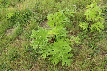 Hogweed plant which is dangerous for people when skin is toched