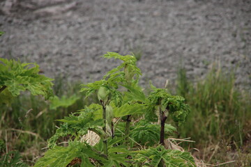 Hogweed plant which is dangerous for people when skin is toched