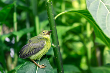 bird on a tree