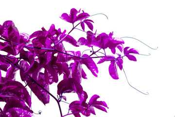 laines de passiflore sur fond blanc  © Unclesam