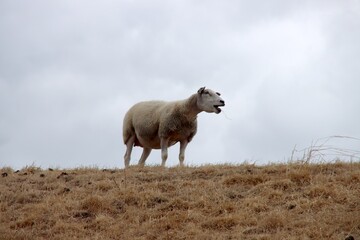 Obraz premium Sheep is making noise on a dike in the Netherlands