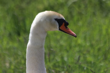 White mute swan on the street in Nieuwerkerk aan den IJssel in the Netherlands.