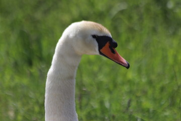 White mute swan on the street in Nieuwerkerk aan den IJssel in the Netherlands.