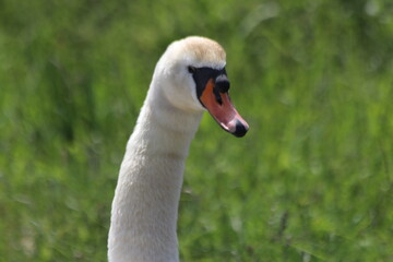 Obraz premium White mute swan on the street in Nieuwerkerk aan den IJssel in the Netherlands.