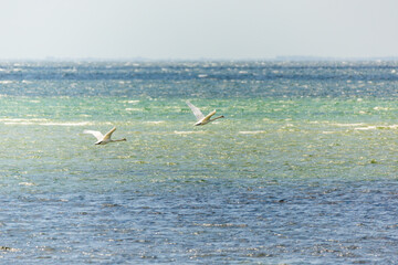 Two swans flying over the Danish sea