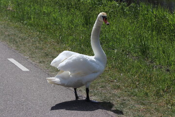 White mute swan on the street in Nieuwerkerk aan den IJssel in the Netherlands.