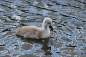 Downy chick of a swan swims in a ditch in Nieuwerkerk aan den IJssel in the Netherlands.