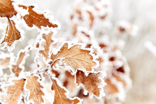 Rime on dry oak leaves. Severe frost