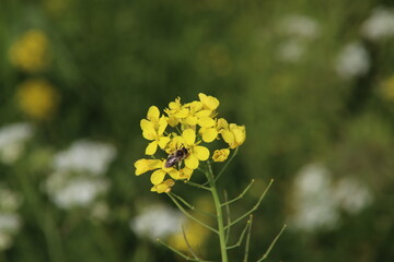 Yellow rapeseed flowers in the polders in provence Zuid Holland in the Netherlands