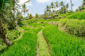  Terraced Rice Fields in Tegallalang (Bali, Indonesia) - 357569026