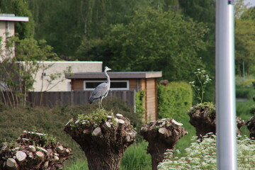 Heron on the top of a willow along the road in Nieuwerkerk aan den IJssel in the Netherlands.