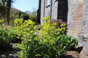 A close up view of a Euphorbia, also called Spurge, plant in a domestic garden.