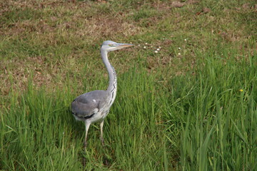 Grey heron in the grass of a meadow in Moordrecht in the Netherlands.