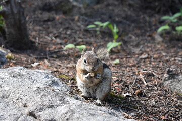 Niedliches Eichhörnchen - Cute Squirrel