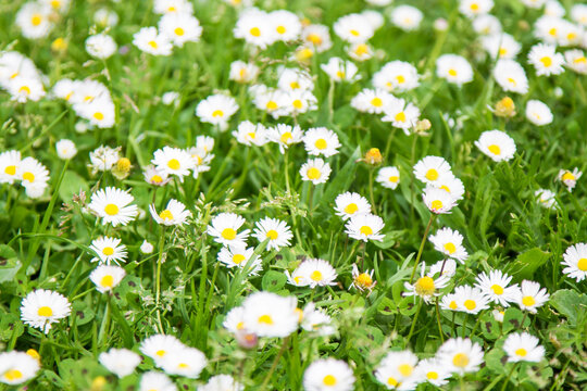 field of white daisies in spring
