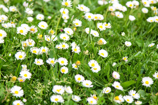 field of white daisies in spring