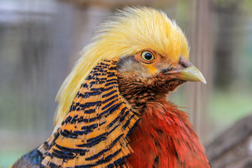 bright plumage of the golden pheasant (Chrysolophus pictus, or Chinese pheasant, and rainbow pheasant) head close up. Birds of Asia.