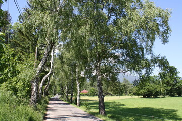 Aleja brzozowa © Bogdan B