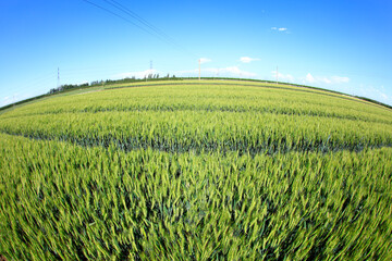 The green wheat fields