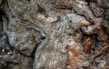 Wood texture of old tree without bark