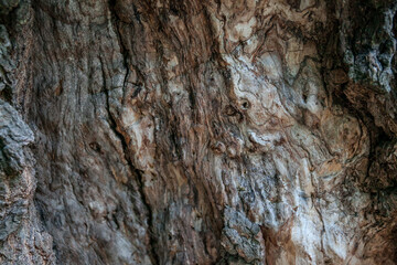Wood texture of old tree without bark