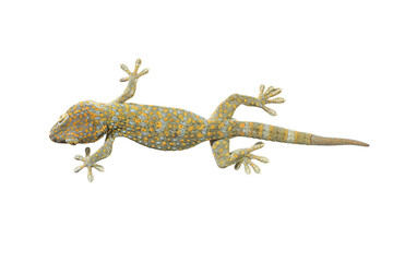 Naklejka premium gecko isolate white